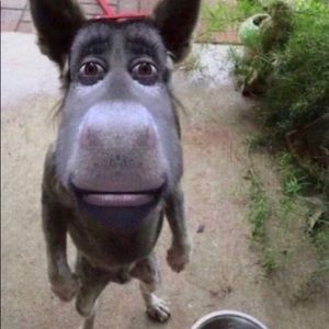 Meet your Posher, Mason